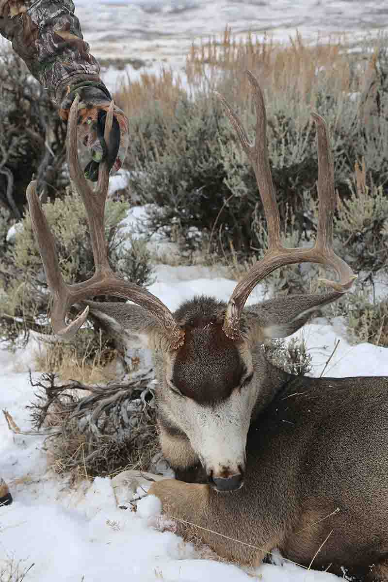 Tall tines and deep forks are the hallmark of trophy buck.